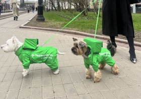 Доставка из Перекрёстка запустила отряд курьер-терьеров