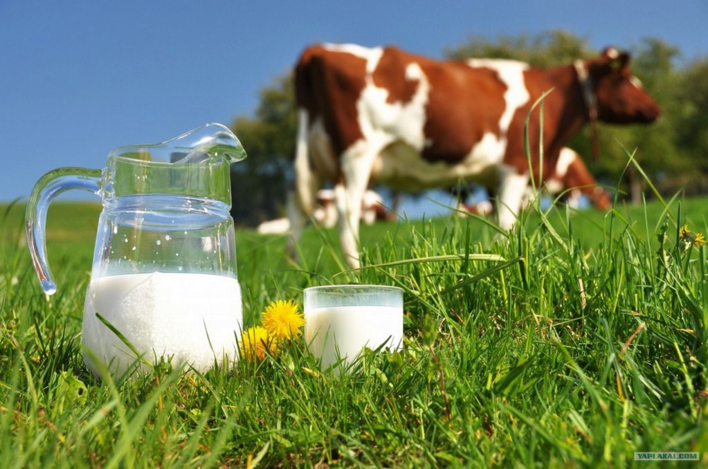 Молочный протекционизм: как государство защищает свой рынок в трудные времена