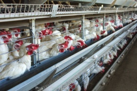 В РФ крупные птицефабрики столкнулись с проблемой нехватки рабочей силы