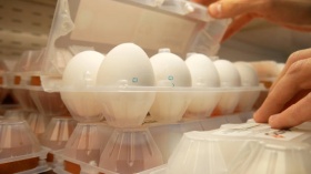 Производство яиц в РФ обеспечивает потребности рынка
